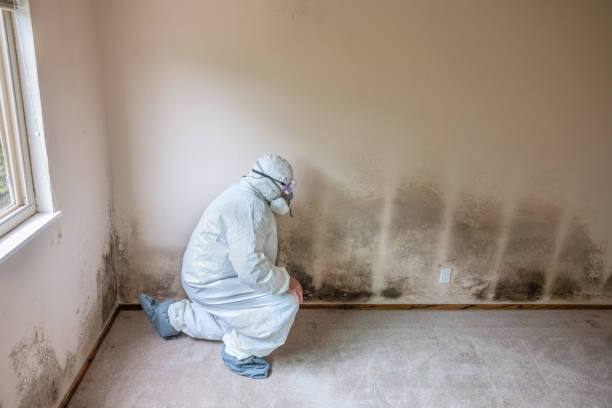 Best Residential Mold Remediation in Portsmouth, NH